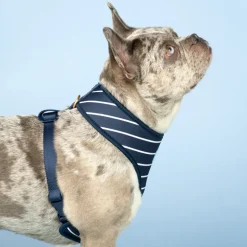 Reversible Dog Harness