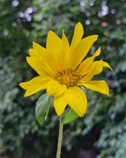 Sunflower Grow Kit