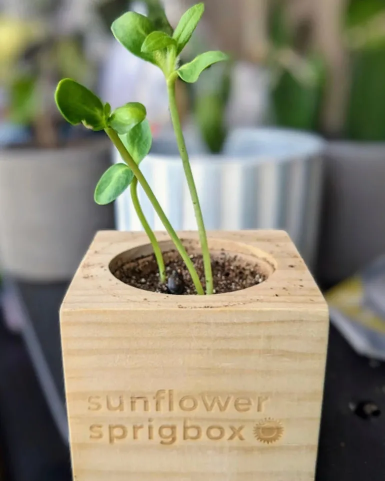 Sunflower Grow Kit